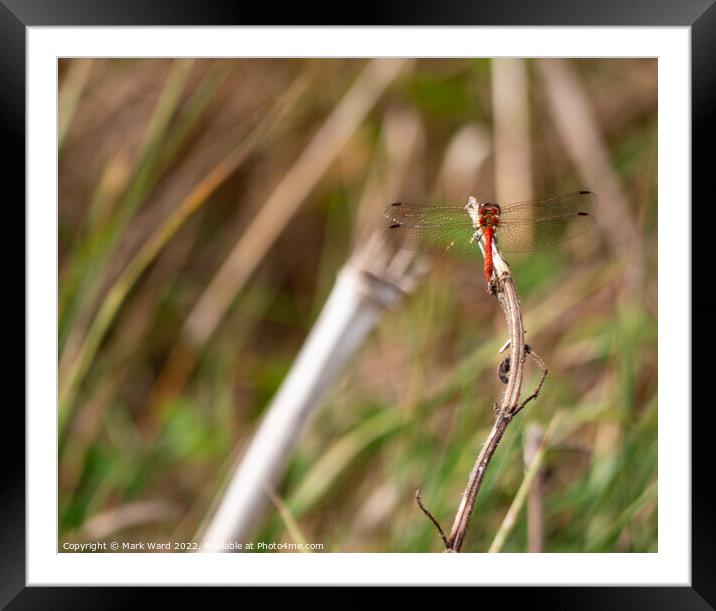 Red Dragonfly Framed Mounted Print by Mark Ward