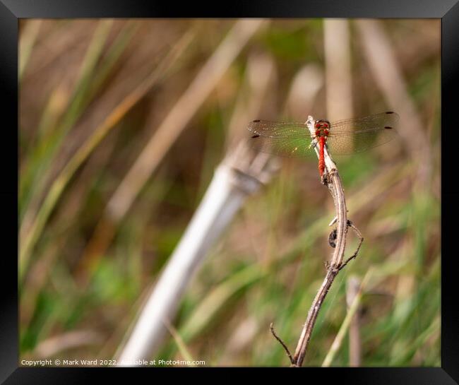 Red Dragonfly Framed Print by Mark Ward