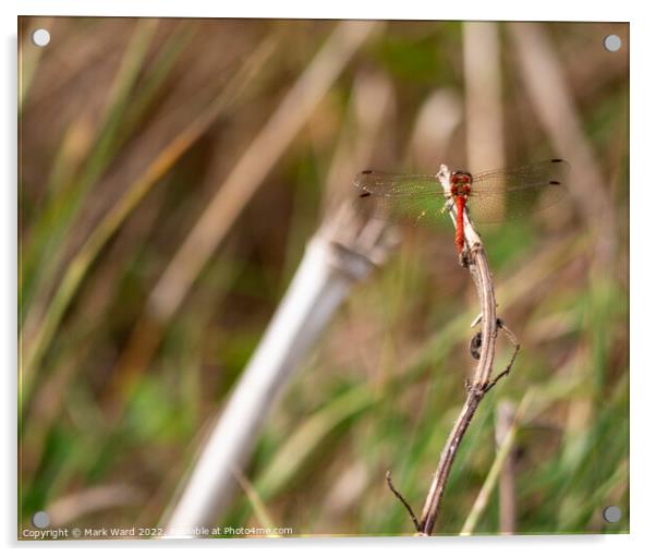 Red Dragonfly Acrylic by Mark Ward