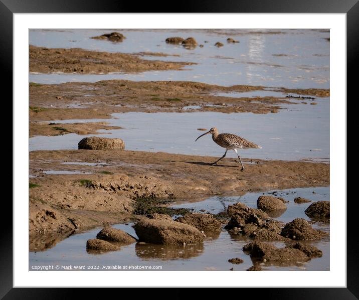 Curlew at Pett Level Framed Mounted Print by Mark Ward