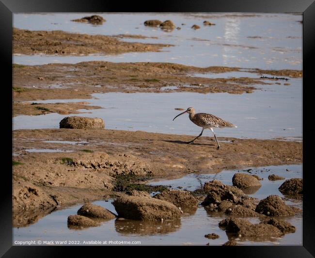 Curlew at Pett Level Framed Print by Mark Ward