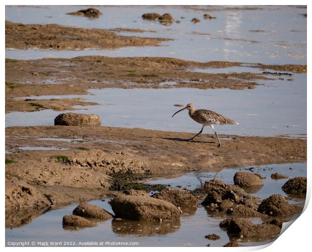 Curlew at Pett Level Print by Mark Ward