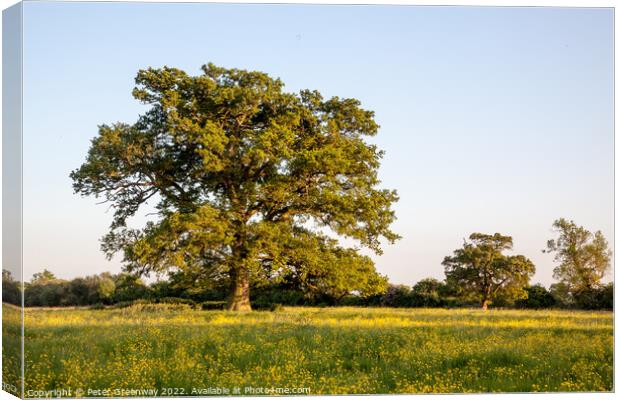 Lone Tree In A Field Of Buttercups Canvas Print by Peter Greenway