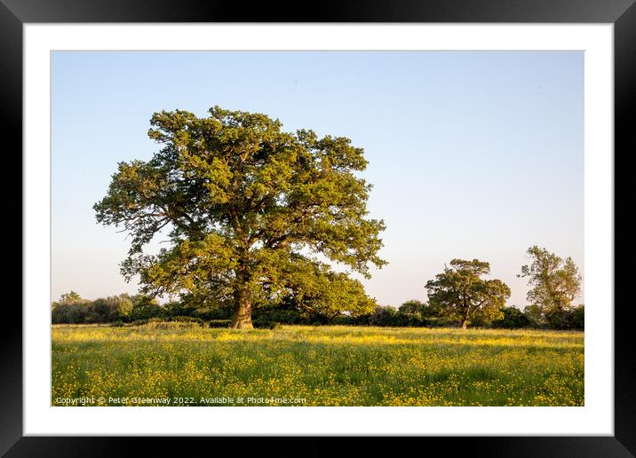 Lone Tree In A Field Of Buttercups Framed Mounted Print by Peter Greenway