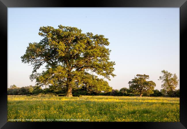 Lone Tree In A Field Of Buttercups Framed Print by Peter Greenway