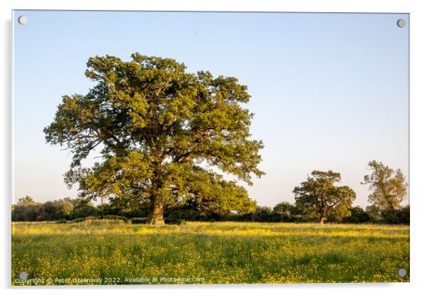 Lone Tree In A Field Of Buttercups Acrylic by Peter Greenway