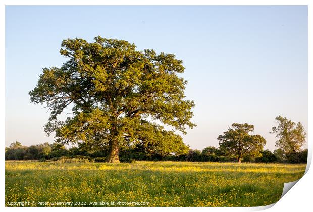 Lone Tree In A Field Of Buttercups Print by Peter Greenway