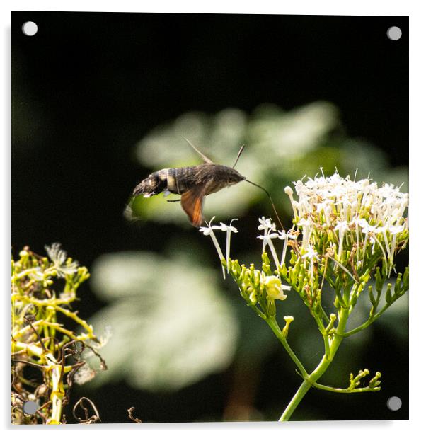 The hummingbird hawk-moth,  Acrylic by kathy white