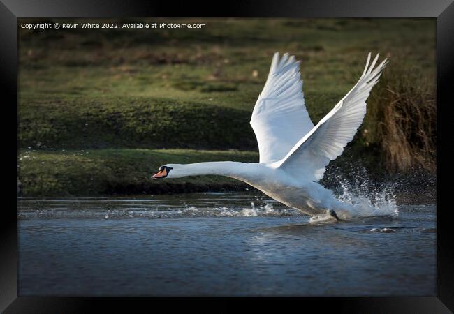 Power of the swan Framed Print by Kevin White