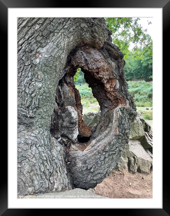 A tree in front of a large rock Framed Mounted Print by Sarah Bonser