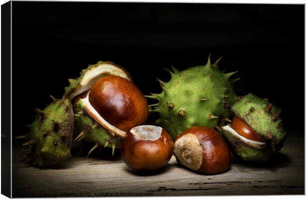Conkers Canvas Print by Martin Williams