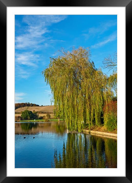 Weeping Willow Framed Mounted Print by Joyce Storey
