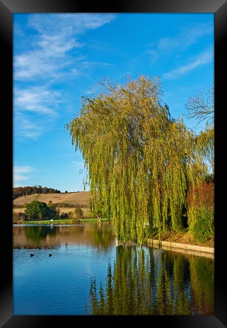 Weeping Willow Framed Print by Joyce Storey