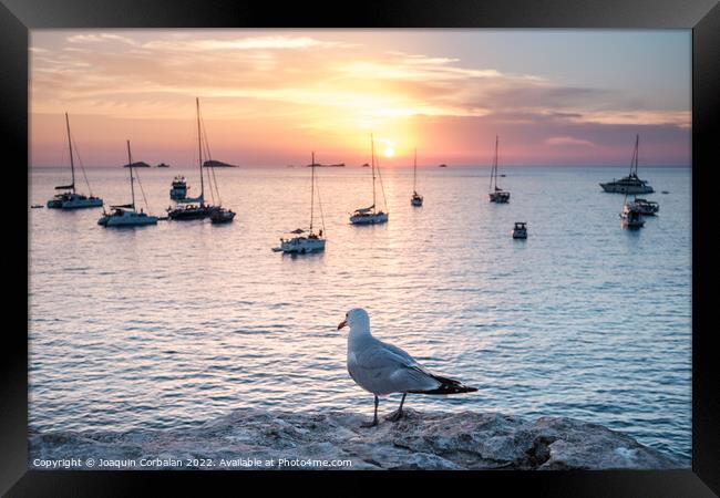 Seagull perched on a cliff watches the boats anchored in the bay Framed Print by Joaquin Corbalan