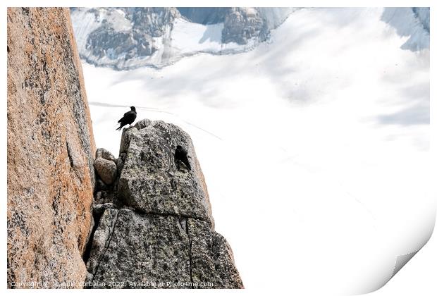 A raven resting on a rock in an alpine mountain. Print by Joaquin Corbalan