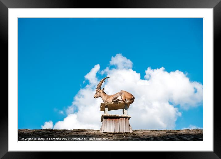 Alpine ibex, goats with long horns, perch on the roofs of houses Framed Mounted Print by Joaquin Corbalan