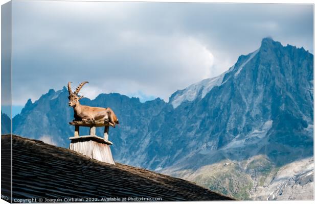 Alpine ibex, goats with long horns, perch on the roofs of houses Canvas Print by Joaquin Corbalan