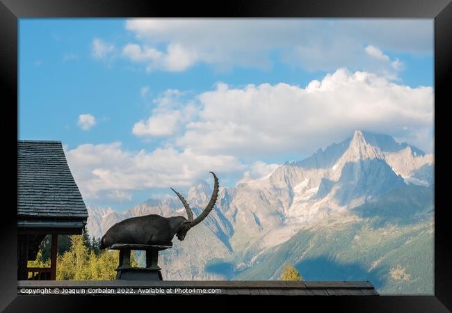 Alpine ibex, goats with long horns, perch on the roofs of houses Framed Print by Joaquin Corbalan