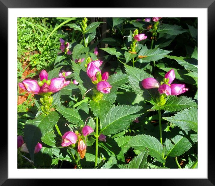 Tall pink flowers Framed Mounted Print by Stephanie Moore