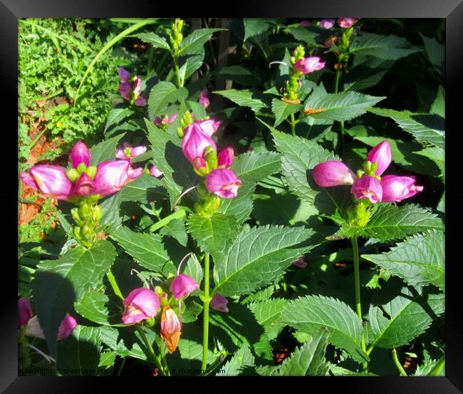 Tall pink flowers Framed Print by Stephanie Moore