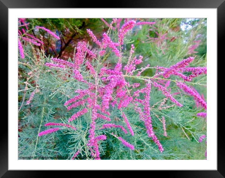 Spiky pink flowers Framed Mounted Print by Stephanie Moore