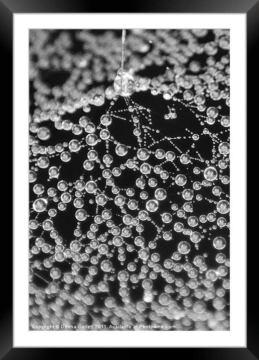 Pearly Cobweb Framed Mounted Print by Donna Collett