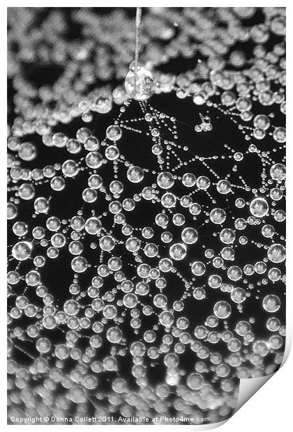 Pearly Cobweb Print by Donna Collett