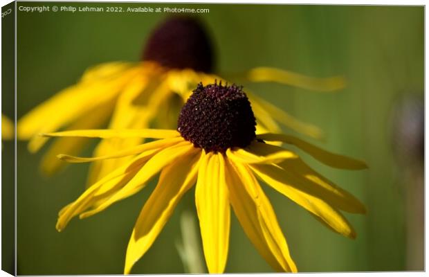 Blackeyed Susan (4A) Canvas Print by Philip Lehman