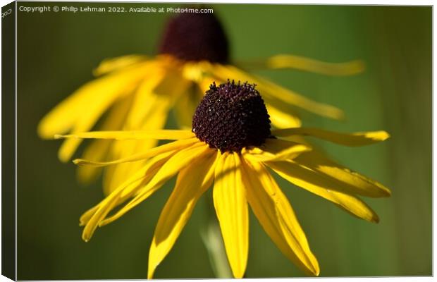 Blackeyed Susan (1A) Canvas Print by Philip Lehman