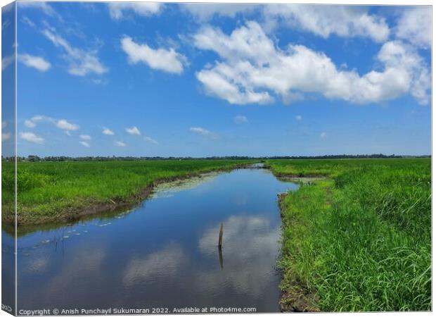 a river flowing the centre of a rice farm under clear blue sky Canvas Print by Anish Punchayil Sukumaran