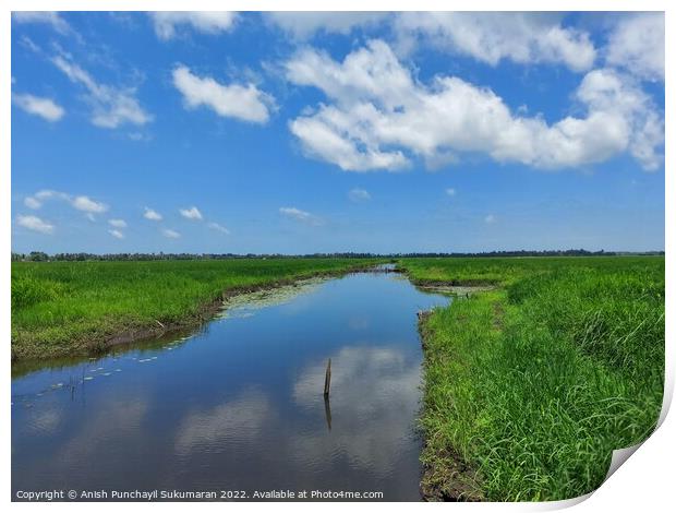 a river flowing the centre of a rice farm under clear blue sky Print by Anish Punchayil Sukumaran