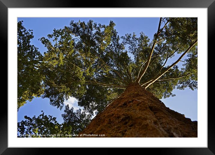 Tall Tree Framed Mounted Print by Donna Collett