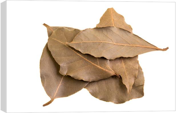 Bay Leaves on a White Background Canvas Print by Antonio Ribeiro