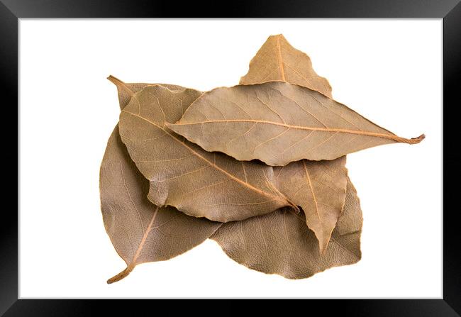 Bay Leaves on a White Background Framed Print by Antonio Ribeiro