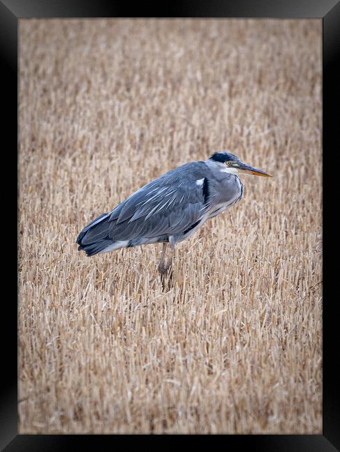 Heron Framed Print by Alan Sinclair