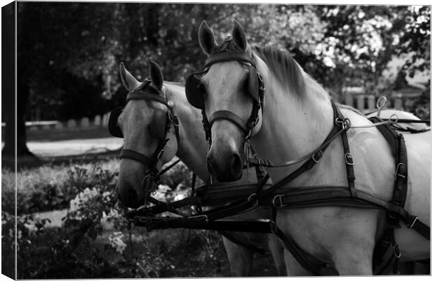 two white horses at a carriage in black and white Canvas Print by youri Mahieu