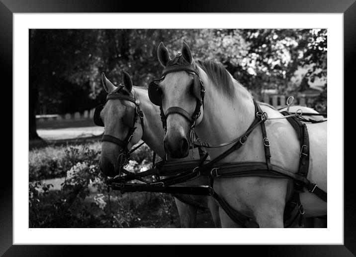 two white horses at a carriage in black and white Framed Mounted Print by youri Mahieu