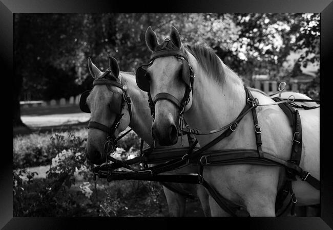 two white horses at a carriage in black and white Framed Print by youri Mahieu