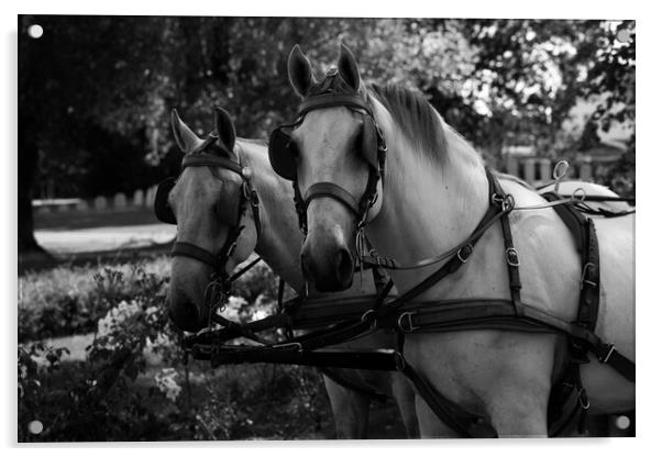 two white horses at a carriage in black and white Acrylic by youri Mahieu
