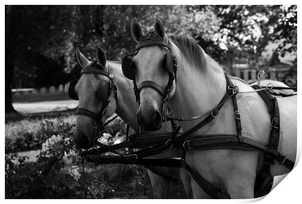 two white horses at a carriage in black and white Print by youri Mahieu