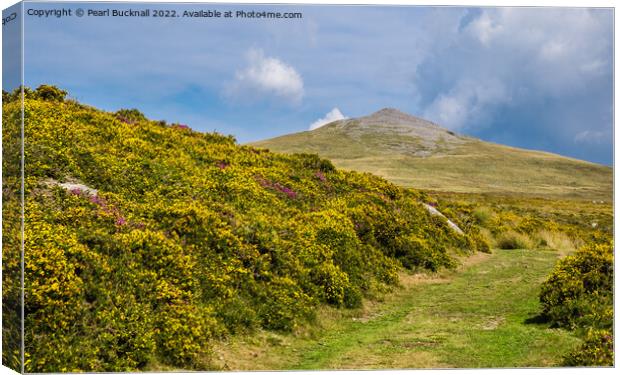 The Gorse Lined Path to Gyrn in Snowdonia Canvas Print by Pearl Bucknall