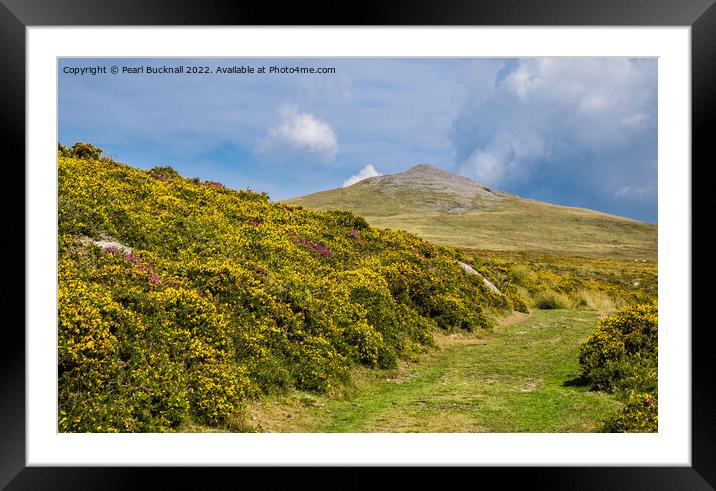 The Gorse Lined Path to Gyrn in Snowdonia Framed Mounted Print by Pearl Bucknall