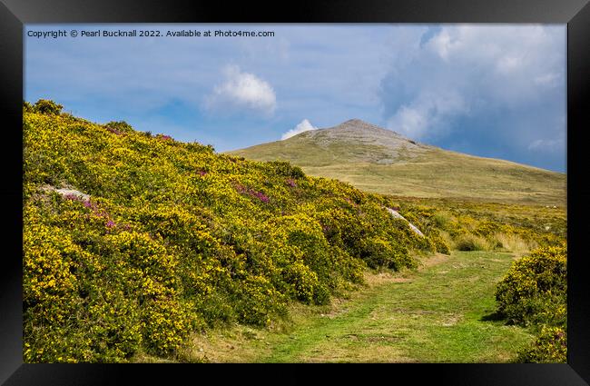 The Gorse Lined Path to Gyrn in Snowdonia Framed Print by Pearl Bucknall