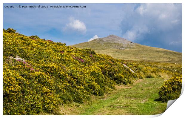 The Gorse Lined Path to Gyrn in Snowdonia Print by Pearl Bucknall