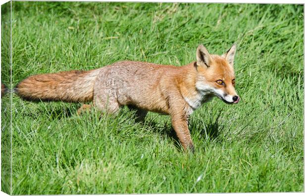 A fox located in a grassy field Canvas Print by kathy white