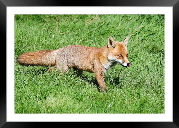 A fox located in a grassy field Framed Mounted Print by kathy white