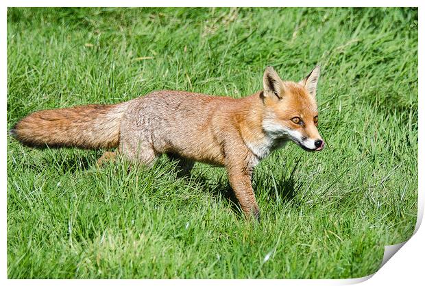 A fox located in a grassy field Print by kathy white