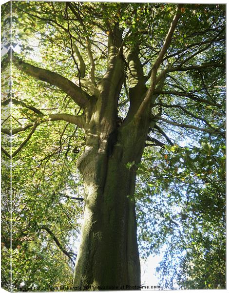 LOOKING THROUGH THE BRANCHES Canvas Print by Jacque Mckenzie