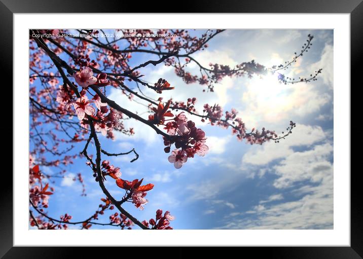Beautiful cherry and plum trees in blossom during springtime wit Framed Mounted Print by Michael Piepgras