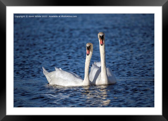 Pair of white swans Framed Mounted Print by Kevin White